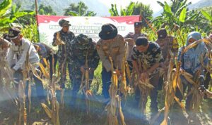 Panen Raya Jagung Serentak di Batulayar, Langkah Nyata Wujudkan Swasembada Pangan 2025 (5)