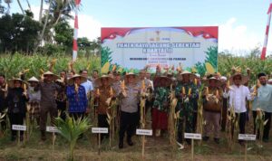 Dukungan Penuh Polri dan Pemda dalam Panen Raya Jagung NTB
