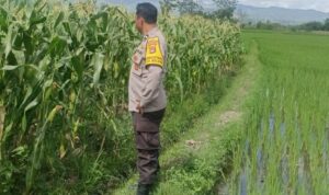 Mitra Tani: Peran Polisi dalam Mewujudkan Pangan Mandiri