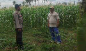 Pemanfaatan Pekarangan dan Jagung Siap Panen, Banyumulek Jadi Contoh Ketahanan Pangan NTB