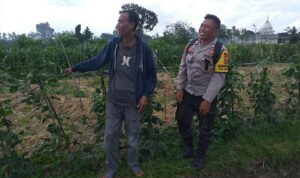 Ketahanan Pangan Dimulai dari Desa, Inisiatif Bhabinkamtibmas di Dusun Beremi Kuripan