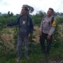 Ketahanan Pangan Dimulai dari Desa, Inisiatif Bhabinkamtibmas di Dusun Beremi Kuripan