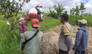 Sinergi Petani dan Polisi di Kediri Lombok Barat, Wujudkan Swasembada Jagung