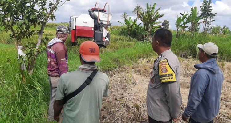 Sinergi Petani dan Polisi di Kediri Lombok Barat, Wujudkan Swasembada Jagung