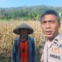 Bhabinkamtibmas Eyat Mayang Dukung Petani Jagung di Lembar untuk Ketahanan Pangan