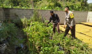Inisiatif Humanis Polri di Sekotong Tengah, Edukasi Pangan dari Pekarangan Rumah