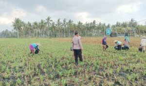 Polsek Gerung Perkuat Ketahanan Pangan Lewat Monitoring Pertanian Desa Banyu Urip