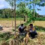 Dukung Ketahanan Pangan, Bhabinkamtibmas Lembar Beri Semangat Petani Jagung di Eyat Mayang