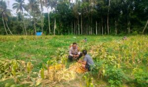 Polsek Lembar Dukung Ketahanan Pangan, Bhabinkamtibmas Eyat Mayang Dampingi Petani Jagung