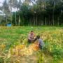 Polsek Lembar Dukung Ketahanan Pangan, Bhabinkamtibmas Eyat Mayang Dampingi Petani Jagung