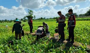 Polres Lombok Barat Turun ke Sawah, Pastikan Produktivitas Jagung di Gerung Terjaga