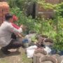 Sinergi Polsek Labuapi dan Warga Mapak Reong Dorong Pemanfaatan Pekarangan Produktif