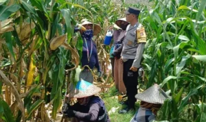 Bhabinkamtibmas Kawal Panen Jagung, Petani Babussalam Tersenyum Lega
