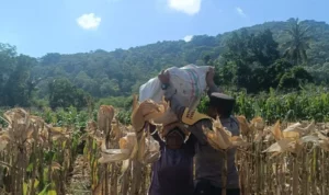 Sinergi Polisi dan Petani di Lombok Barat, Hasilkan Panen Jagung Melimpah