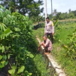 Petani Jagaraga Didorong Polri Tanam Padi dan Jagung untuk Pangan Lokal