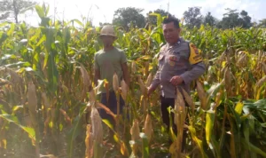 Kapolsek Kuripan: Ketahanan Pangan Harus Dimulai dari Desa