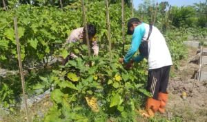 Bhabinkamtibmas Ajak Warga Optimalkan Pekarangan untuk Ketahanan Pangan