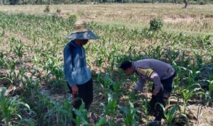 Ketahanan Pangan Diperkuat, Bhabinkamtibmas Kunjungi Petani Jagung