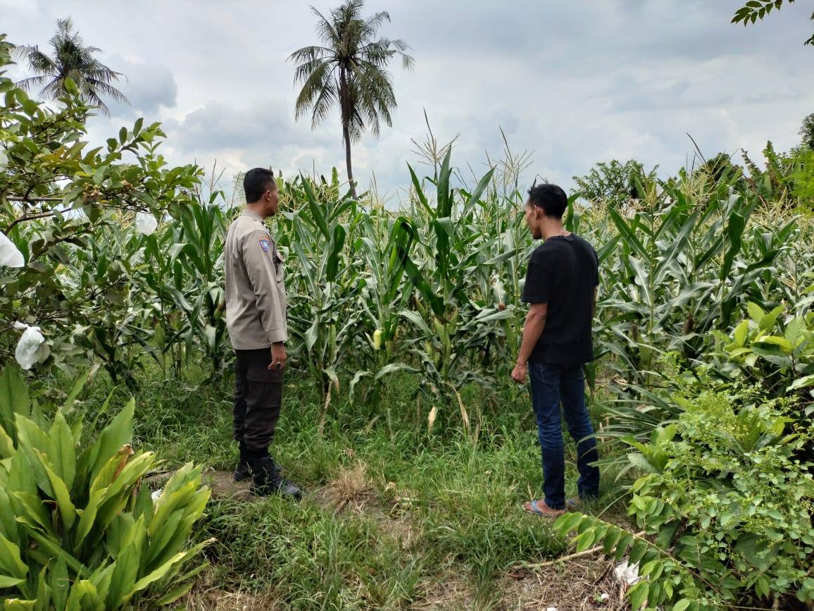 Bhabinkamtibmas Labuapi Dorong Petani, Ini yang Dilakukannya