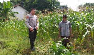 Dukungan Warga Lombok Barat untuk Ketahanan Pangan Nasional, Simak Kisahnya