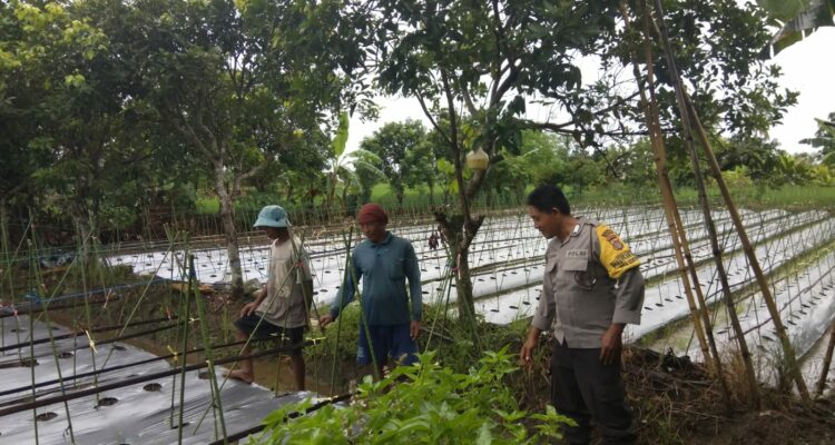 Bhabinkamtibmas Desa Kediri Dukung Ketahanan Pangan Lewat Sambang Petani