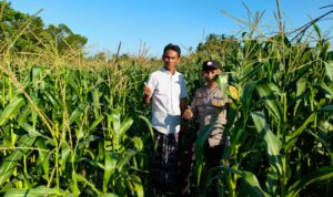 Bhabinkamtibmas Mareje Timur Dampingi Petani Jagung Tingkatkan Hasil Panen
