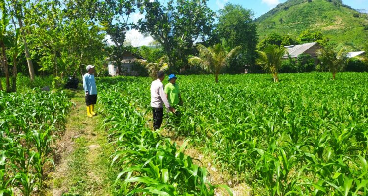 Dari Sekotong untuk Indonesia Budidaya Jagung Perkuat Pangan
