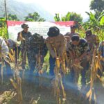 Panen Raya Jagung Serentak di Batulayar, Langkah Nyata Wujudkan Swasembada Pangan 2025 (5)