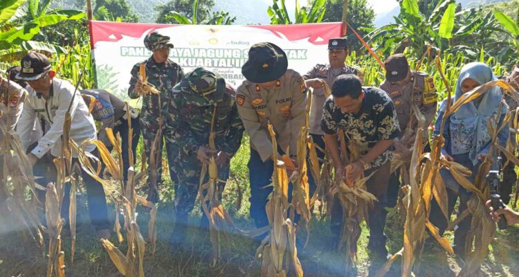 Panen Raya Jagung Serentak di Batulayar, Langkah Nyata Wujudkan Swasembada Pangan 2025 (5)