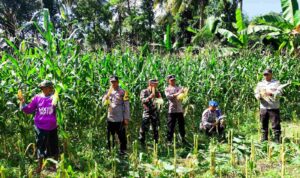 Dukung Ketahanan Pangan, Polri Hadir dalam Panen Raya Jagung NTB