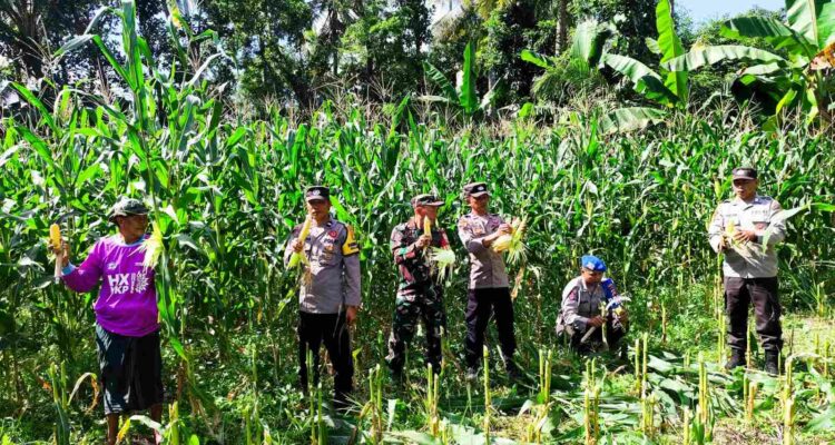 Dukung Ketahanan Pangan, Polri Hadir dalam Panen Raya Jagung NTB