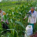 Petani Kuripan Utara Terapkan Inovasi Pertanian Didukung Polri