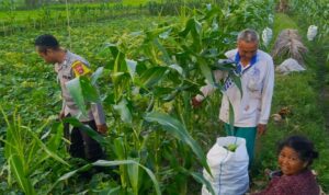 Petani Kuripan Utara Terapkan Inovasi Pertanian Didukung Polri