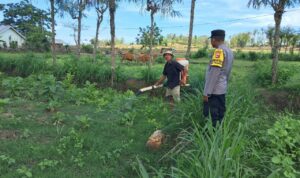 Polri Dorong Pertanian Produktif di Desa Pelangan, Sekotong