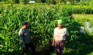 Polsek Lembar Dampingi Warga Mareje Timur Atur Tanam Jagung