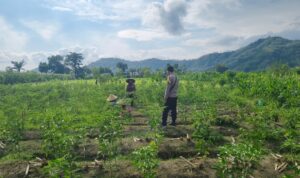 Sinergi Polisi dan Petani Dorong Ketahanan Pangan di Jembatan Kembar Timur