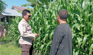 Polsek Lembar Dampingi Petani Jagung di Gunung Gundil