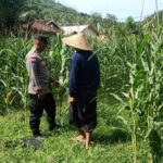 Bhabinkamtibmas Sekotong Dukung Petani Jagung Wujudkan Ketahanan Pangan