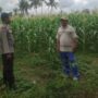 Pemanfaatan Pekarangan dan Jagung Siap Panen, Banyumulek Jadi Contoh Ketahanan Pangan NTB