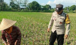 Polsek Gerung Perkuat Ketahanan Pangan Lewat Pendampingan Petani di Babussalam