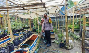 Bhabinkamtibmas Desa Bajur Dorong Kemandirian Pangan Warga Tempit