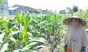 Bhabinkamtibmas Labuapi Ajak Warga Optimalkan Lahan Pekarangan untuk Ketahanan Pangan