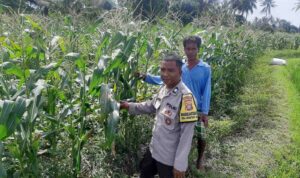 Bhabinkamtibmas Montong Are Dorong Ketahanan Pangan Melalui Pendataan Petani Jagung