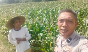 Dukungan Polri di Eyat Mayang, Petani Jagung Tak Sendiri
