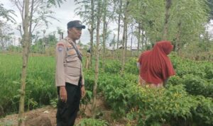 Ketahanan Pangan Dimulai dari Desa, Bhabinkamtibmas Dampingi Petani Cabai di Kediri Lombok Barat