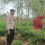 Ketahanan Pangan Dimulai dari Desa, Bhabinkamtibmas Dampingi Petani Cabai di Kediri Lombok Barat