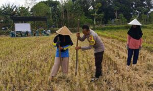 Ketahanan Pangan Dimulai dari Desa, Polsek Kuripan Dampingi Petani Jagung di Iting Langgem