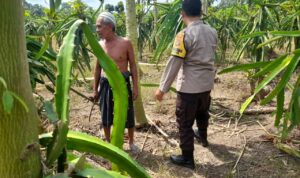 Ketahanan Pangan Diperkuat, Polres Lombok Barat Turun ke Ladang