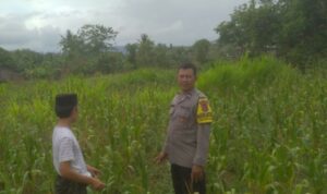 Ketahanan Pangan dan Keamanan Diperkuat di Sekotong Tengah Lewat DDS Bhabinkamtibmas