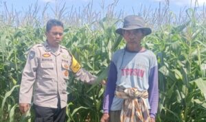 Polsek Gerung Pantau Lahan Jagung Siap Panen di Desa Beleka